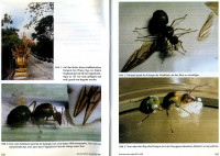 Oecophylla-2-3.jpg (842 KiB) 544032-mal betrachtet Oecophylla-2-3.jpg