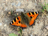 1-Aglais urticae_701.jpg