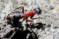 Camponotus-herculeanus.jpg