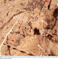 Fig.3 Frogs bei Atta.jpg