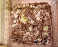 Mehlwürmer 22-02-20-b.jpg (295.94 KiB) 413648-mal betrachtet Mehlwürmer 22-02-20-b.jpg