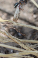 IMG_2125 Ameisenportal.JPG (484.15 KiB) 406145-mal betrachtet IMG_2125 Ameisenportal.JPG