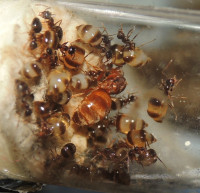 20230516_DSCN7915s.JPG (945.18 KiB) 167078-mal betrachtet 20230516_DSCN7915s.JPG