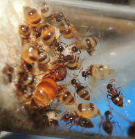 20230525_DSCN7967s.JPG (976.08 KiB) 167078-mal betrachtet 20230525_DSCN7967s.JPG