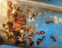 20230615_DSCN8101s.JPG (929.06 KiB) 167073-mal betrachtet 20230615_DSCN8101s.JPG