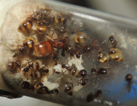 20230624_DSCN8202s.JPG (912.18 KiB) 167073-mal betrachtet 20230624_DSCN8202s.JPG