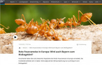 Fire-ants-BR-2023.jpg (109.83 KiB) 511590-mal betrachtet Fire-ants-BR-2023.jpg