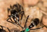 Matabele ants-recognise-infecte.jpg