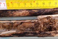 20240911_1615Ismex-b.jpg (187.44 KiB) 416025-mal betrachtet 20240911_1615Ismex-b.jpg