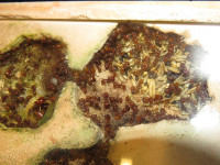 2024 Pogonomyrmex barbatus Kornkammer.JPG (901.48 KiB) 177275-mal betrachtet 2024 Pogonomyrmex barbatus Kornkammer.JPG