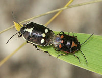 Eurydema-0090.jpg