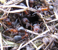 Nesteingang Coptoformica.JPG