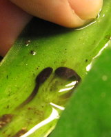 Quappen auf Bromelienblatt.JPG (2.02 MiB) 174534-mal betrachtet Quappen auf Bromelienblatt.JPG