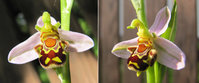 Ophrys-1+2.jpg
