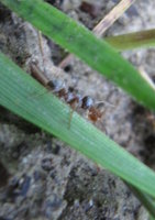 Formica transportiert Myrmica.JPG