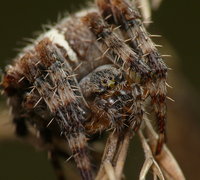 P1340307_spider2.2.JPG