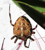 1-Araneus-gr.-Zei.jpg