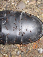 Formica Schuhe.JPG