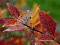 Herbst.jpg