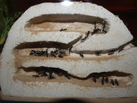 PB170498.JPG (738.46 KiB) 31636-mal betrachtet PB170498.JPG