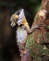 Walddrachen-522-web Boyd's Forest Dragon (Hypsilurus boydii).jpg