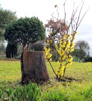 Hamamelis2_3986, 11.2.14.jpg