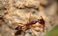 Odontomachus sp..JPG