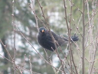 Grimmige Amsel.JPG