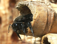 Xylocopa M 2 -01 web.jpg