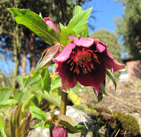 Helleborus_4739-web.jpg