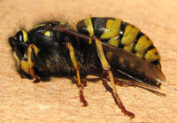 Vespula-Kön-4742.jpg