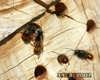 Osmia-003.jpg