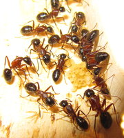 Camponotus nach Winterruhe.JPG