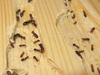 Camponotus lateralis.JPG