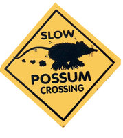 possum-crossing.jpg