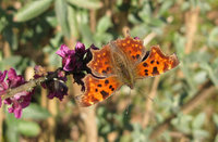 Polygonia-4745.jpg