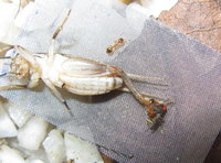 Temnothorax Metallgitter.JPG