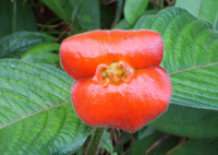 Psychotria-0302.jpg