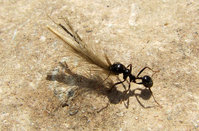 Messor-sp.5075.jpg