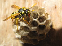 Polistes cf dominula oder dominulus.JPG