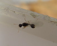 Temnothorax nylanderi Männchen.JPG