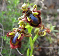 Ophrys-speculum_4964.jpg