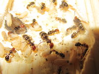 Camponotus lateralis mit Brut.JPG