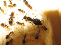 Camponotus lateralis Gyne mit Brut.JPG