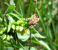 Lygaeidae_5155.jpg