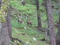 Alpensteinböcke im Jura.JPG