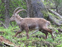 Alpensteinbock.JPG