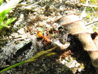 Manica Myrmica Formica Futterkonkurrenz.JPG