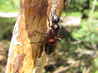 Camponotus ligniperdus Königin.JPG