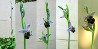 Ophrys-merge2.jpg